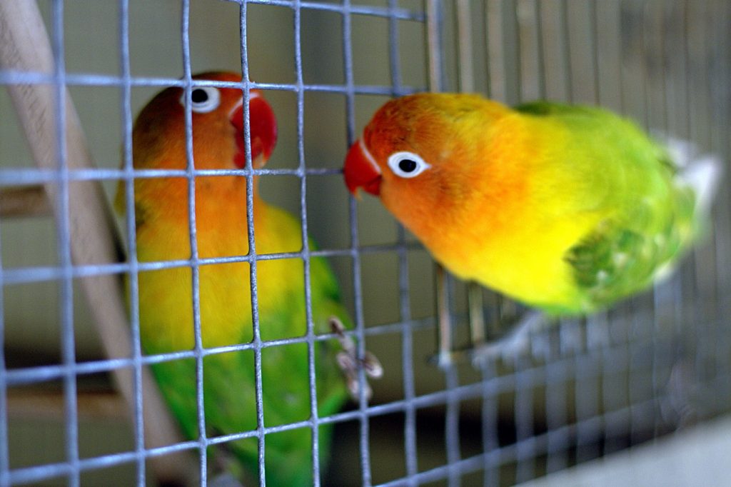 Dwergpapegaaien Alles over deze geweldige vogels Dwergpapegaaien Alles over deze geweldige vogels
