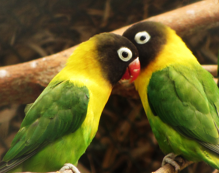 Voorkeur Herziening Dood in de wereld Dwergpapegaaien - Alles over deze geweldige vogels