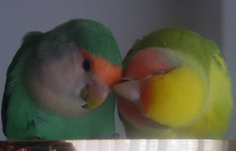 Dwergpapegaaien Alles over deze geweldige vogels Dwergpapegaaien Alles over deze geweldige vogels